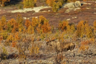 A Norwegian bull moose (Alces alces) in the light of the morning sun, autumn, Ruska, rut, moose
