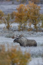 The bull moose (Alces alces) cautiously follows the female, hoarfrost, autumn, Ruska, rut, moose