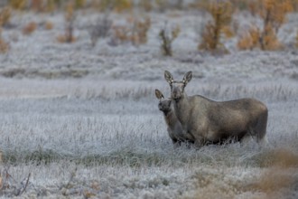 The moose cow (Alces alces) and the calf were also made nervous by the noise of the photographers,