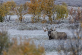 The reward for the long wait at -5 degrees Celsius, the bull moose (Alces alces) slowly approaches