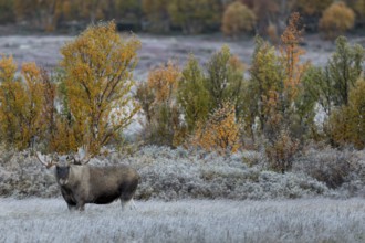 I watch the spectacle of the 3 photographers until I'm sick to death, to my surprise they retreat