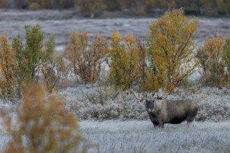 Unfortunately, 3 photographers also discover the bull moose (Alces alces) and rumble towards it at