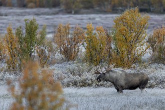 The bull moose (Alces alces) attentively observes the cow moose, it is mid-September and the rut is
