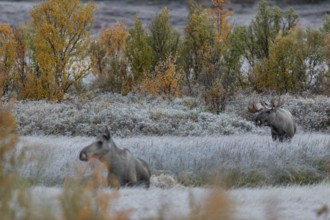 From mid-September the bull moose (Alces alces) begin to search for rutting females, hoarfrost,