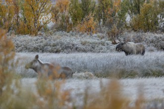 The bull moose (Alces alces) attentively observes the female while the calf follows the mother,