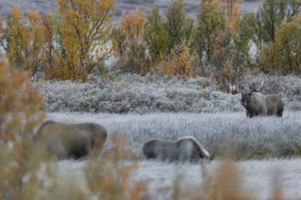 After a few minutes have passed, the moose calf joins the mother, the moose shoveler (Alces alces)