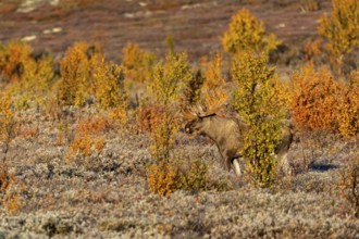 During the rut, the otherwise rather secretive bull moose (Alces alces) can be easily observed in