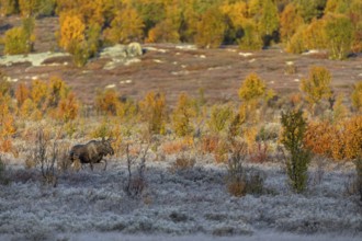 A young bull moose (Alces alces) walks towards a cow moose in the warm light of the morning sun,