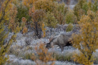 The bull moose (Alces alces) follows the female into the dense and barely visible vegetation,
