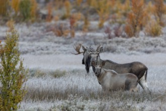 The moose bull (Alces alces) seeks proximity to the moose cow, but is nevertheless not intrusive,