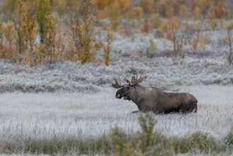 Despite the female's unwillingness to mate, the bull moose (Alces alces) dares to make another