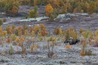 A young bull moose (Alces alces) walks through a swamp area with fantastic autumn colours,