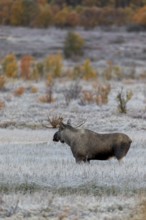 In the wider area, younger males move through the marshland and are closely watched by the older