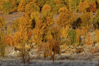 Suddenly the moose shoveler (Alces alces) reappears and approaches the young cow moose, concealed