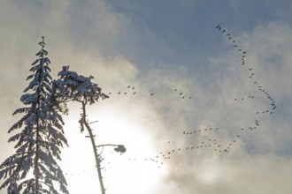 Snowy trees, conifers, flying goose swarm, clouds, forest, snow, winter, Sieversen, Samtgemeinde