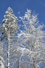 Snowy trees, forest, snow, winter, Sieversen, Samtgemeinde Rosengarten, Lower Saxony, Germany