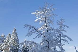Snowy trees, forest, snow, winter, Sieversen, Samtgemeinde Rosengarten, Lower Saxony, Germany