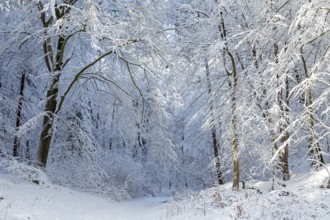 Snowy trees, forest, path, snow, winter, Sieversen, Samtgemeinde Rosengarten, Lower Saxony, Germany