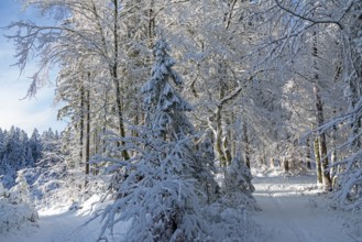 Snowy trees, forest, trails, snow, winter, Sieversen, Samtgemeinde Rosengarten, Lower Saxony,