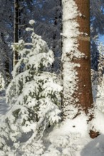 Snowy trees, forest, conifer, tree trunk, snow, winter, Sieversen, Samtgemeinde Rosengarten, Lower