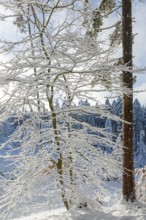 Snowy trees, tree trunk, forest, snow, winter, Sieversen, Samtgemeinde Rosengarten, Lower Saxony,