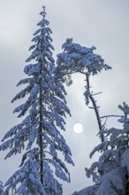 Snowy trees, conifers, sun, forest, snow, winter, Sieversen, Samtgemeinde Rosengarten, Lower