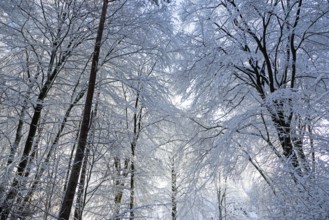 Snowy trees, treetops, forest, snow, winter, Sieversen, Samtgemeinde Rosengarten, Lower Saxony,