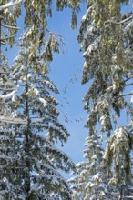 Snowy trees, conifers, flying goose swarm, forest, snow, winter, Sieversen, Samtgemeinde