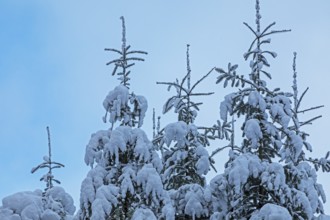 Snowy trees, conifers, forest, snow, winter, Sieversen, Samtgemeinde Rosengarten, Lower Saxony,
