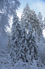 Snowy trees, conifers, forest, snow, winter, Sieversen, Samtgemeinde Rosengarten, Lower Saxony,