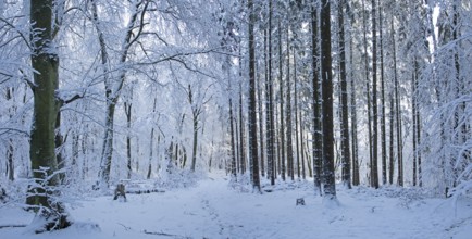 Snowy trees, tree trunks, photomerge, panoramic view, forest, snow, winter, Sieversen, Samtgemeinde