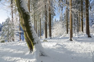 Snowy trees, tree trunks, forest, snow, winter, Sieversen, Samtgemeinde Rosengarten, Lower Saxony,