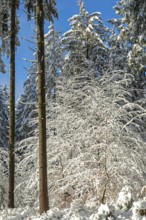 Snowy trees, tree trunks, forest, snow, winter, Sieversen, Samtgemeinde Rosengarten, Lower Saxony,
