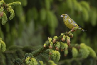 Sitting on an exposed branch, the male greenfinch (Chloris chloris) can keep a good watch over its