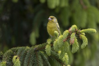 A male greenfinch (Chloris chloris) sitting on a branch, the fresh green of the spruce shoots