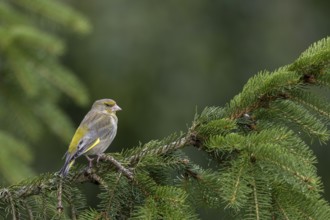 A female greenfinch (Chloris chloris) sitting on a spruce branch, breeding season, Germany