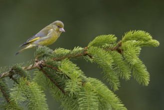 With its head feathers erect, the male greenfinch (Chloris chloris) signals to conspecifics and
