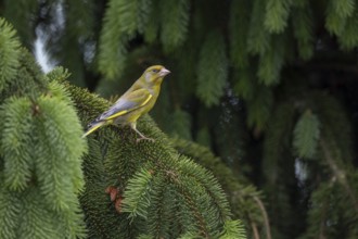 During the breeding season, often only male greenfinches (Chloris chloris) can be observed, as only