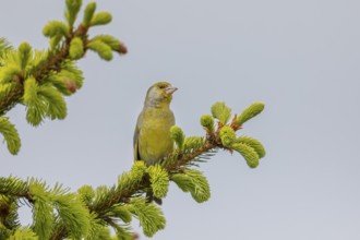 The green plumage of the greenfinch (Chloris chloris) provides excellent camouflage when perched on