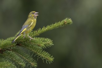 With its territorial song, the male greenfinch (Chloris chloris) signals to conspecifics that this