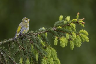 Male greenfinches (Chloris chloris) often use tree tops and free-standing branches as a singing