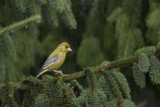 The male greenfinch (Chloris chloris) eagerly observes a conspecific of the same sex, breeding