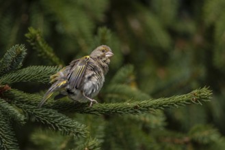 With open wings, the female greenfinch (Chloris chloris) enjoys a sunbath, breeding season, Germany