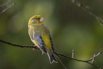 Ein Grünfink (Chloris chloris) Männchen sitzt auf einem Zweig / A male European greenfinch sits on