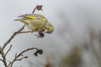 A male greenfinch (Chloris chloris) has opened the rose hip of a potato rose (Rosa rugosa) to get