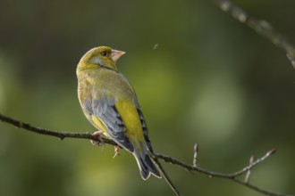 A male European greenfinch (Chloris chloris) watches a mosquito fly by / A male European greenfinch