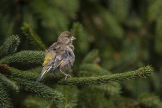 A greenfinch (Chloris chloris) female during plumage care, breeding season, Germany
