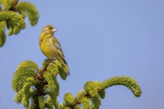 A male greenfinch (Chloris chloris) uses the top of a spruce tree as a singing platform, breeding
