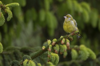 A male greenfinch (Chloris chloris) sitting on the branch of a spruce tree, breeding season,