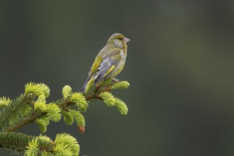 A male greenfinch (Chloris chloris) using a spruce branch as a singing platform, breeding season,